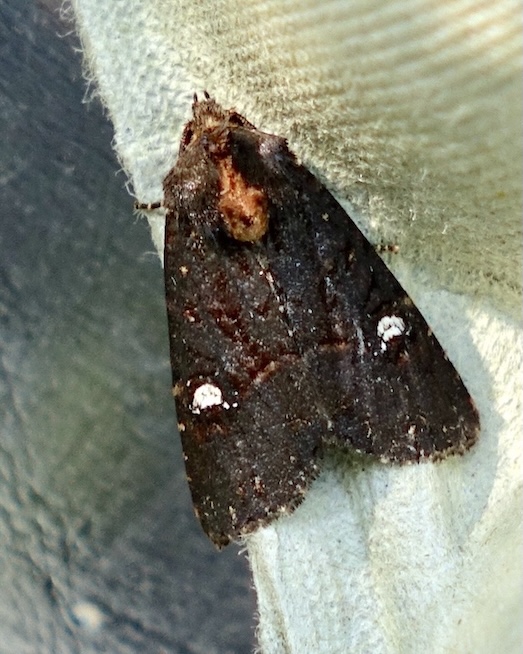 dot moth